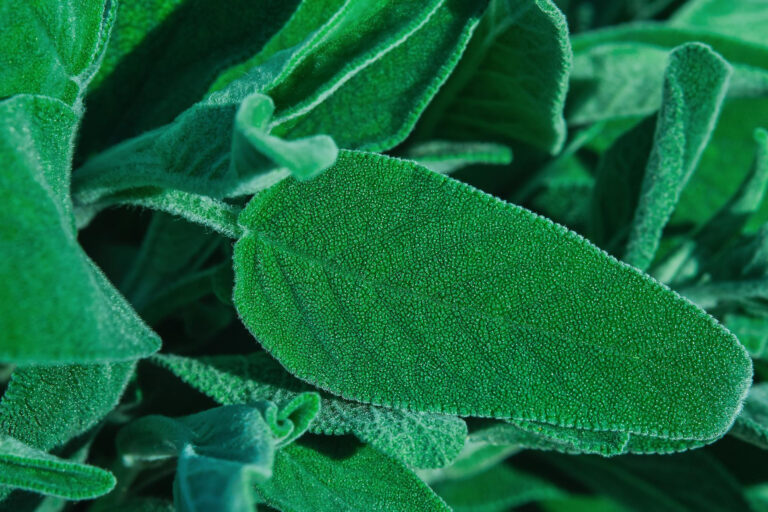 come-raccogliere-la-salvia