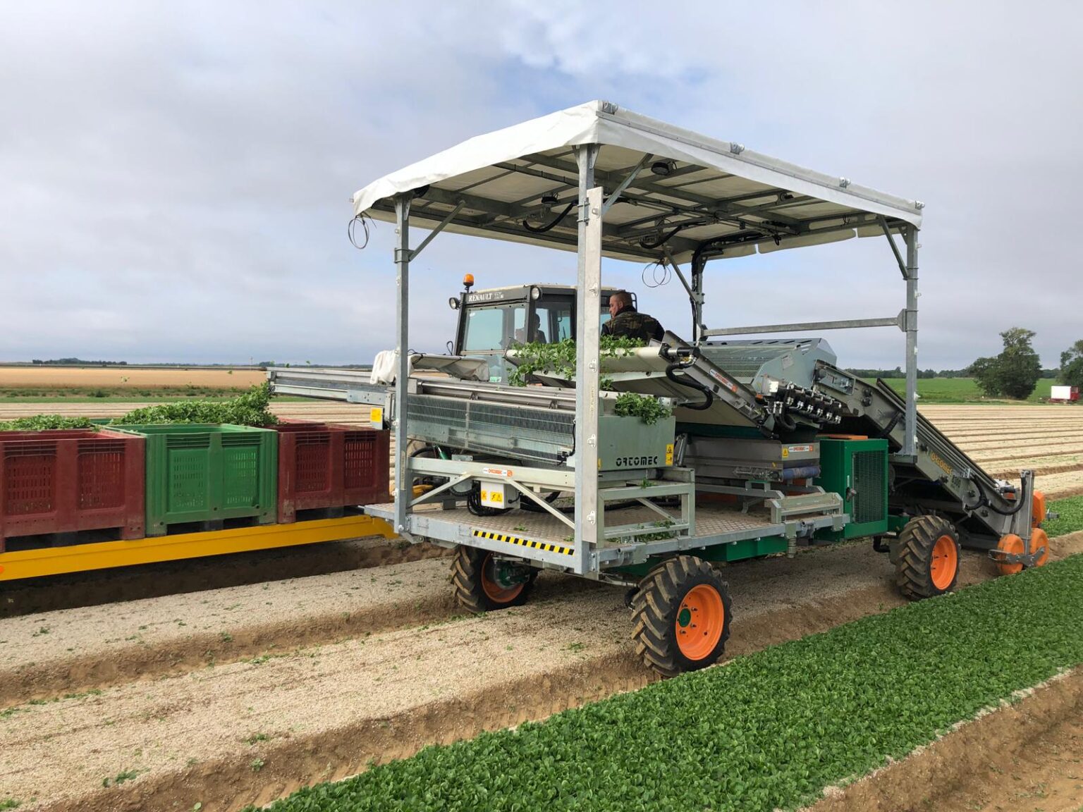 Lettuce, Leaf, Herbex Harvesters the right harvesting machine for