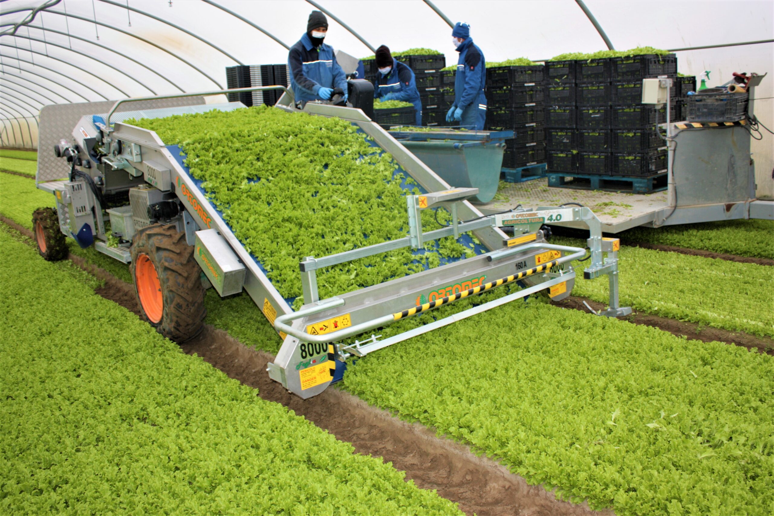 Production de légumes à feuilles pour gamma IV, ensachage, destination nationale et internationale.