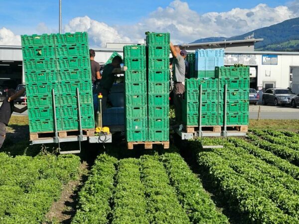 ERNTEMASCHINE 8300 160 SALAT (GEBRAUCHTE) - 6P – Bild 3