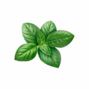 Basilico