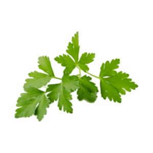 Coriandolo