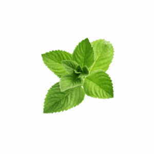 Menta