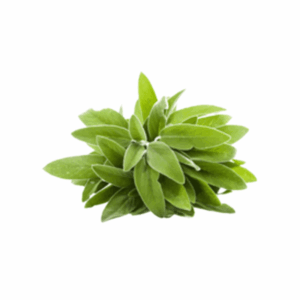 Salvia