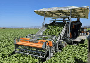 raccolta-pak-choi-ortomec-1.jpg