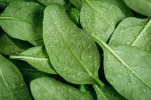 raccolta-spinaci-ortomec